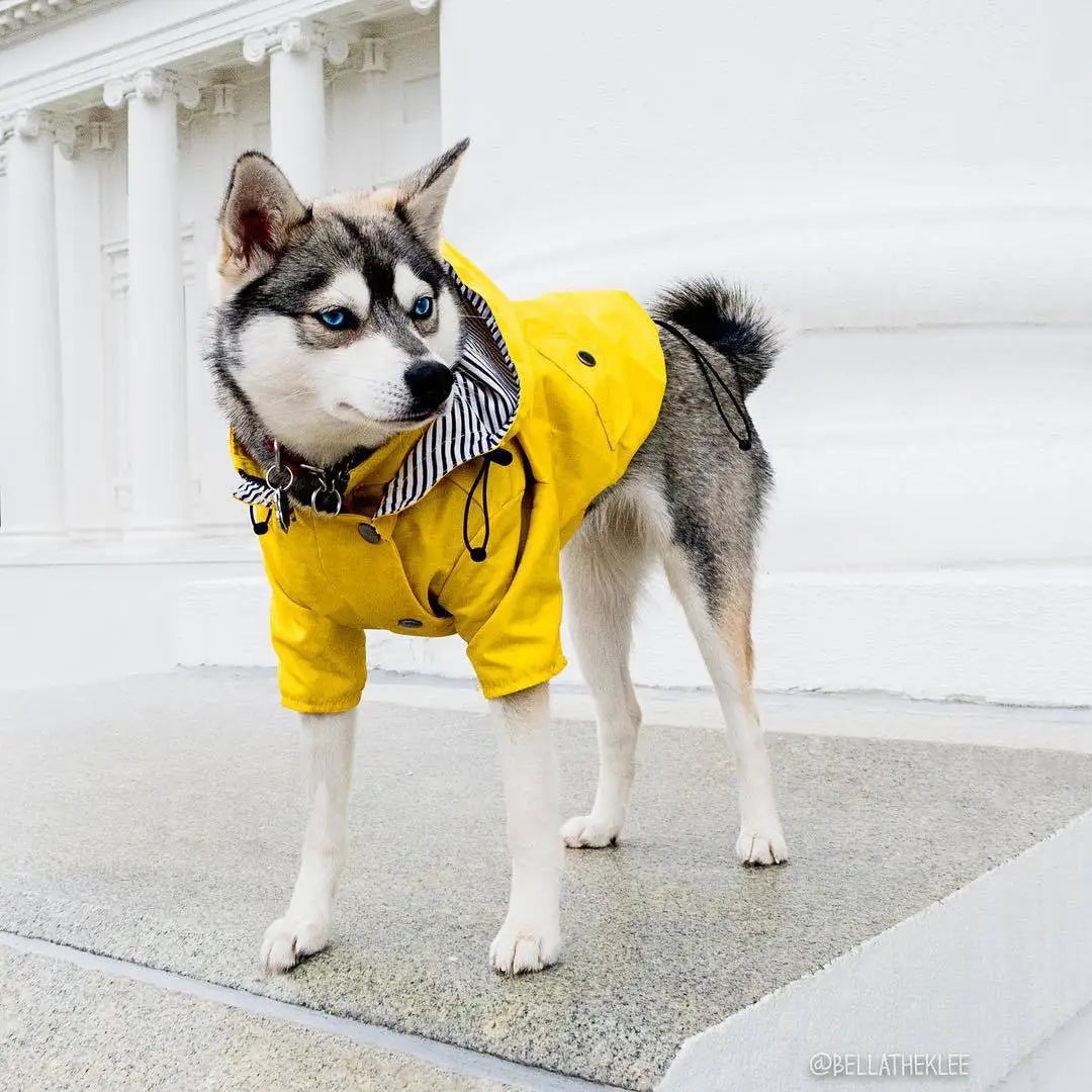 Waterproof Pet Dog Coat โ Fashionable Hooded Jacket for All Sizes! - Happy Tail Center