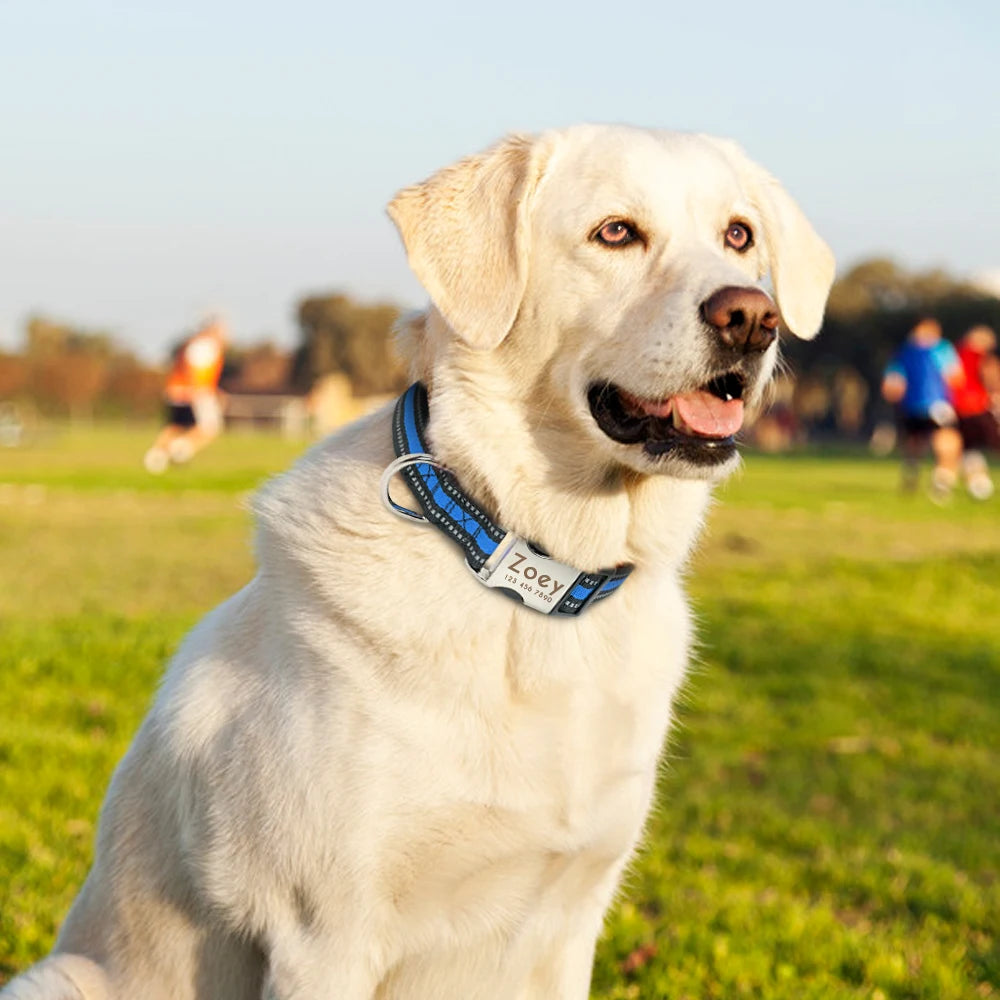 Personalized Nylon Dog Collar – Engraved ID Tag - Happy Tail Center