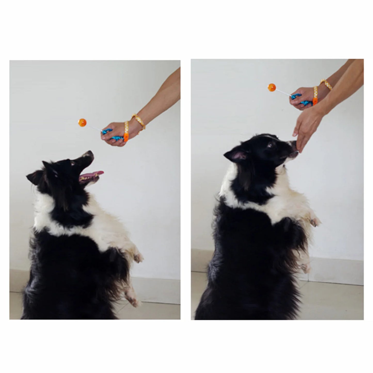 Stretchable Pet Training Clicker | Dog, Cat, Bird Agility Trainer & Whistle