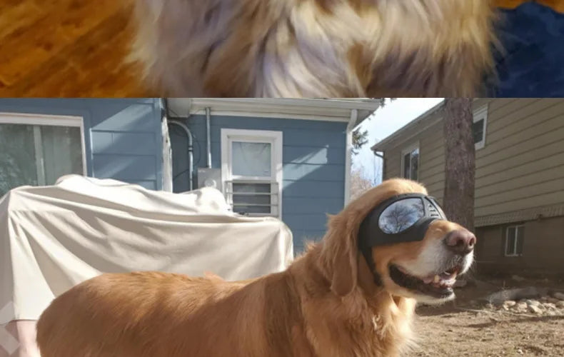 Protective Dog Sunglasses - Shield Your Furry Friend's Eyes in Style! - Happy Tail Center