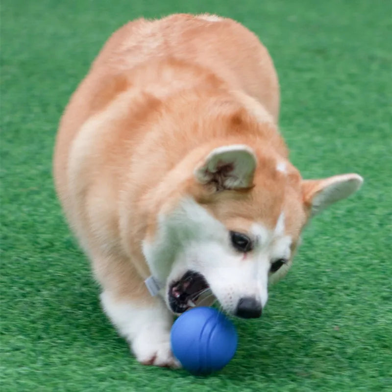 Bouncy Rubber Dog Ball Toy | Chew-Resistant Outdoor Training Toy for Pets