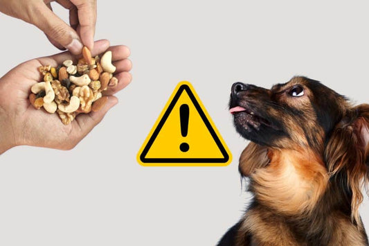 Beware the Nutty Danger: Protecting Your Pup from Toxic Nuts