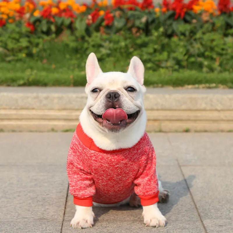 Winter Hoodies & Sweaters for Small to Medium Dogs - Warm Clothing for French Bulldog, Chihuahua, Yorkie - Happy Tail Center