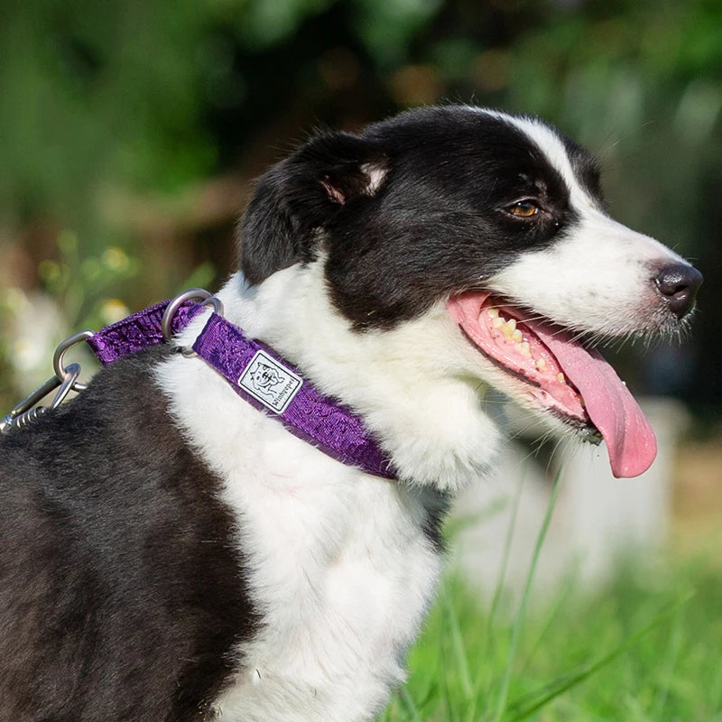 Nylon Webbing P-Chain Pet Collar – Ideal for Running and Training! - Happy Tail Center