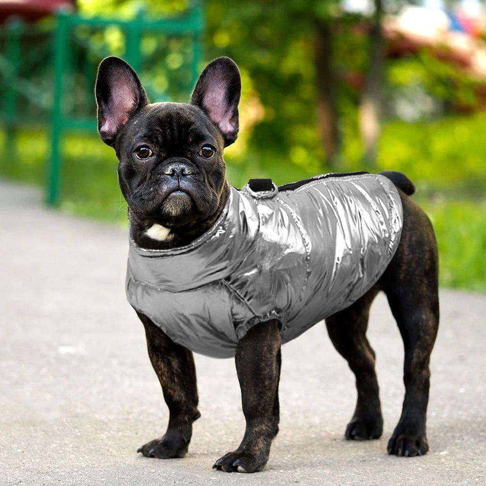 Waterproof Winter Jacket for Small Dogs: Keep Your Furry Friend Warm and Dry! - Happy Tail Center