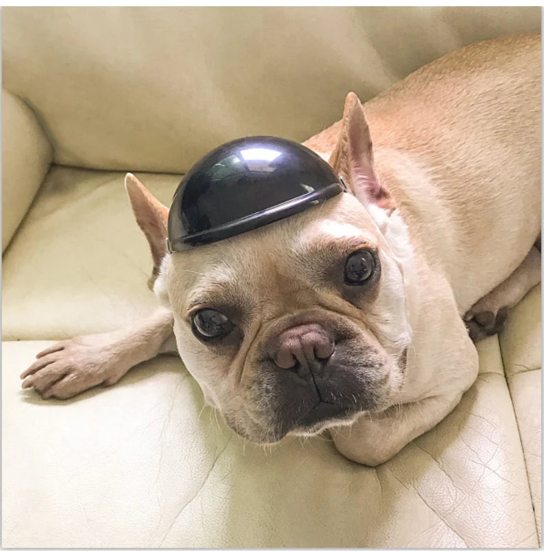 Funny Pet Helmet – Add Flair to Your Pet's Summer Adventures! - Happy Tail Center