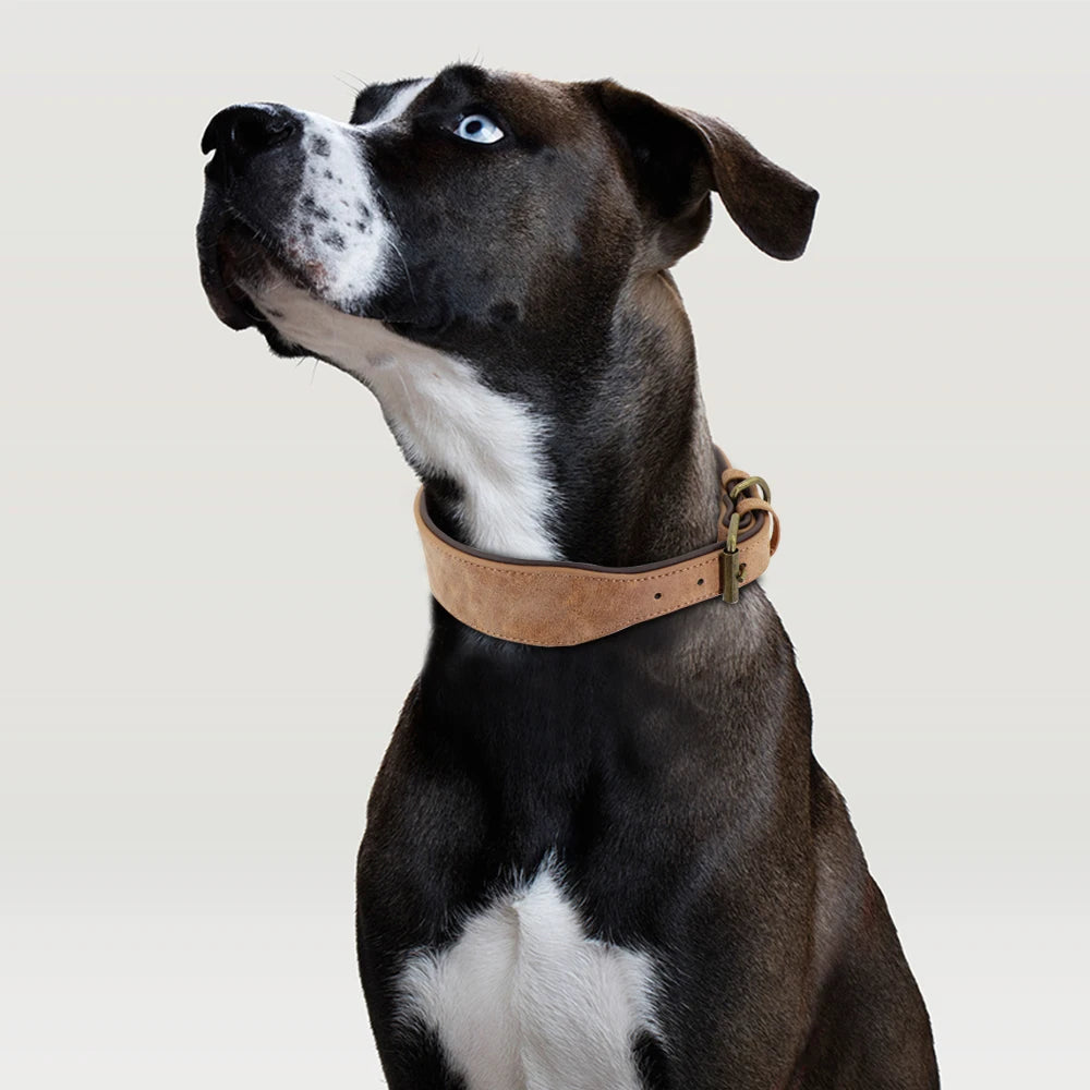 Wide Leather Dog Collar - Padded Collar for Medium to Large Dogs