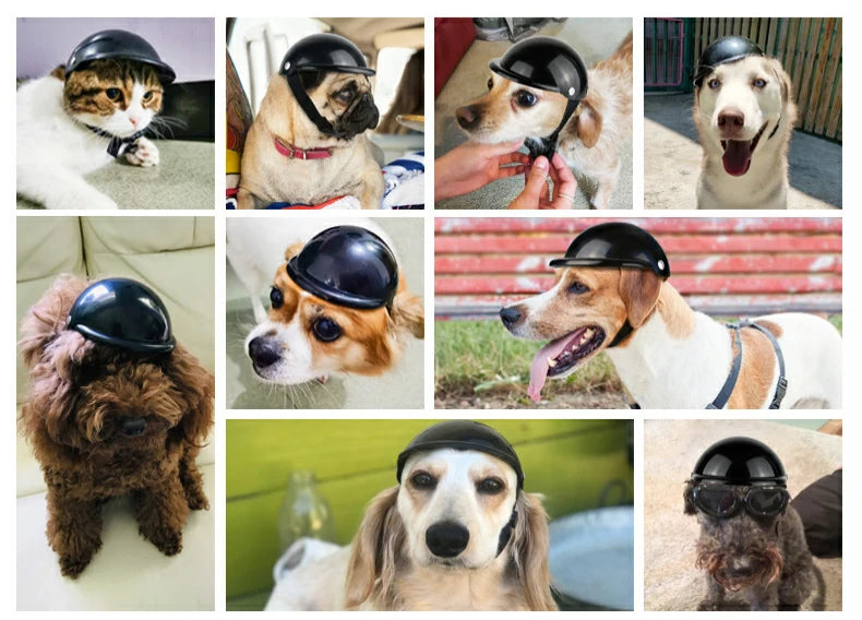 Funny Pet Helmet – Add Flair to Your Pet's Summer Adventures! - Happy Tail Center