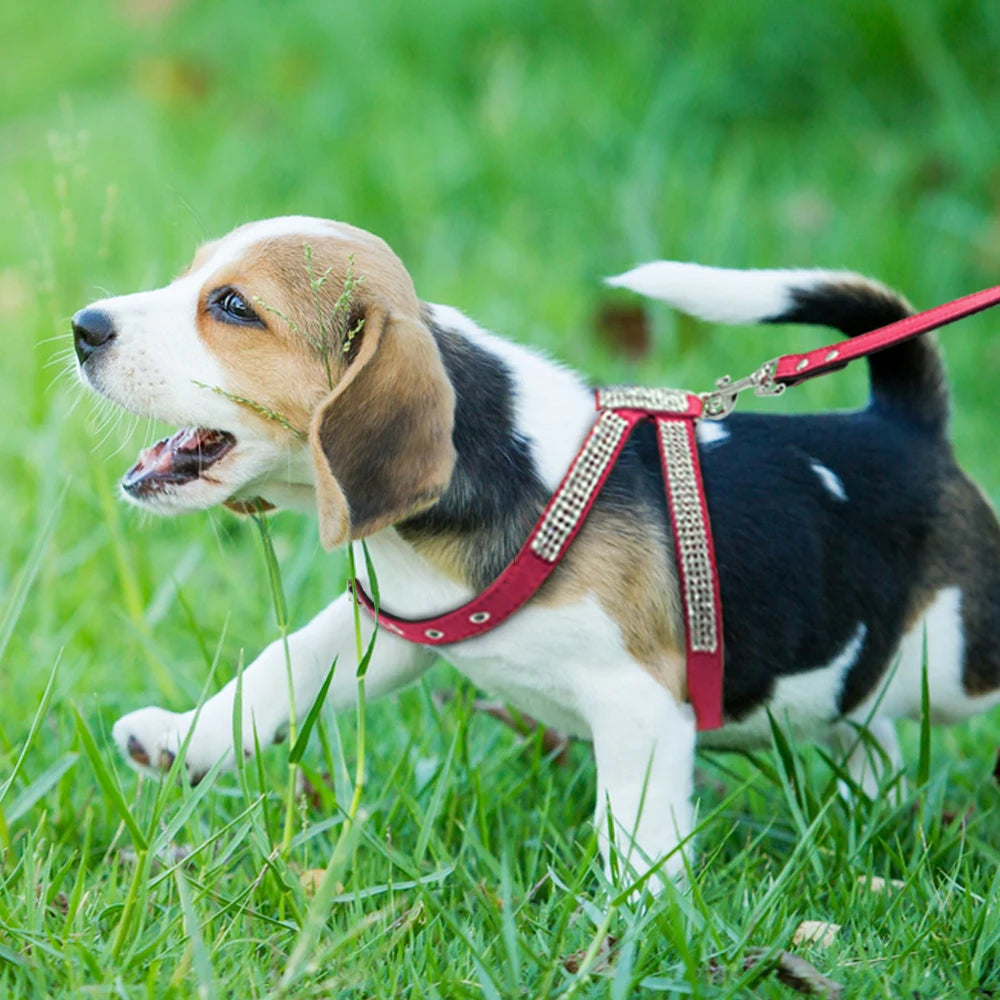 Small Dog Harness and Leash Set | Luxurious Suede Leather with Sparkling Rhinestones - Happy Tail Center