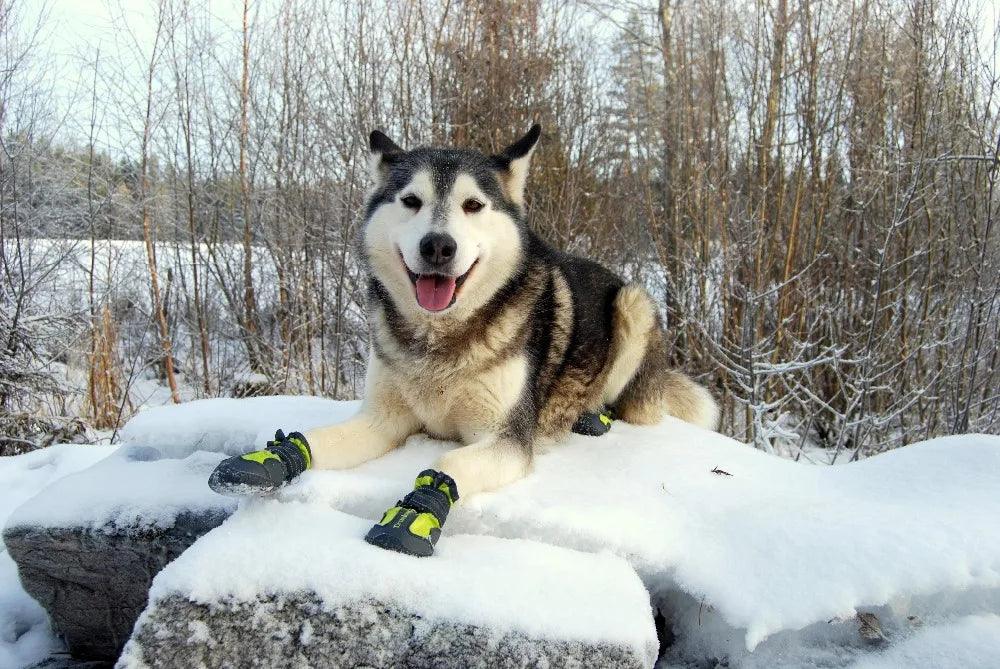 Waterproof Reflective Dog Shoes – Anti-Slip Rain Boots: Protect Your Pet's Paws in Any Weather! - Happy Tail Center