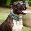 Cool Spiked Dog Collar - Studded Leather Collar for Large Dogs