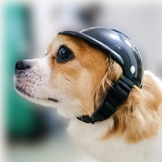 Funny Pet Helmet – Add Flair to Your Pet's Summer Adventures! - Happy Tail Center