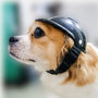 Funny Pet Helmet - Add Flair to Your Pet's Summer Adventures