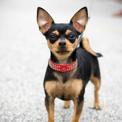 3-Row Rhinestone Dog Collar - Suede Leather for Small & Medium Dogs, Chihuahua, Yorks - Happy Tail Center (View 5)