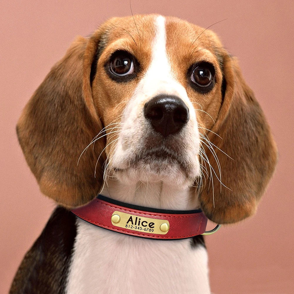 Soft Padded Leather Dog Collar with Custom ID Nameplate: Free Engraving