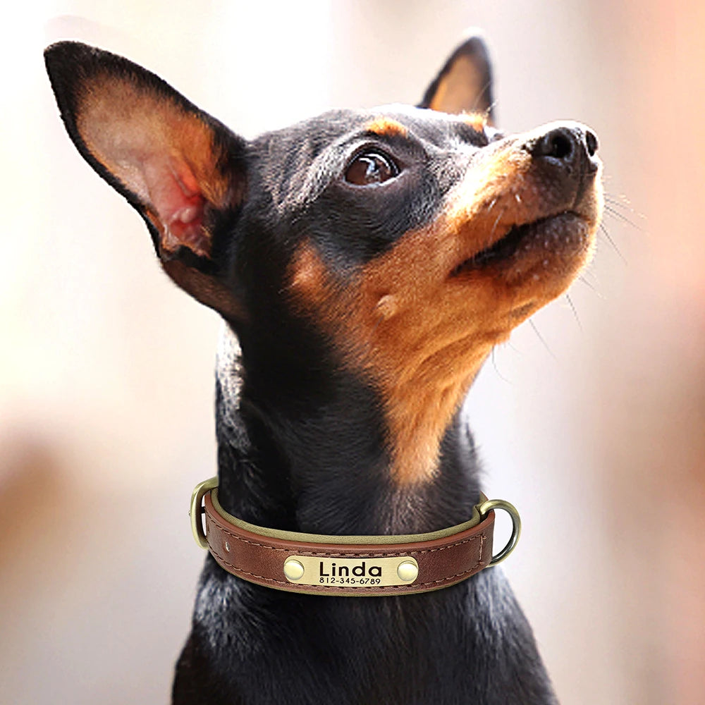 Soft Padded Leather Dog Collar with Custom ID Nameplate: Free Engraving