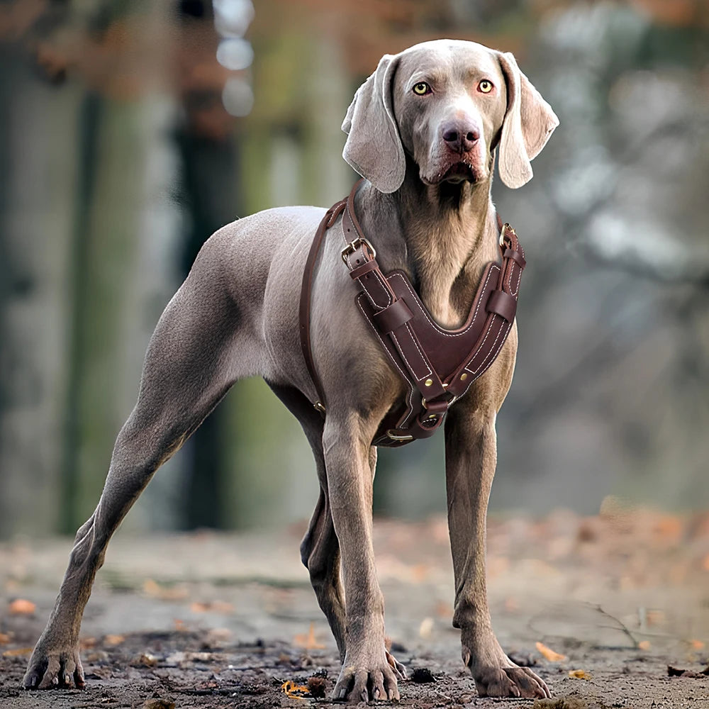 Durable Genuine Leather Dog Harness - Adjustable Vest for Large Dogs - Ideal for German Shepherd, Labrador, Husky - Walking and Training - Happy Tail Center