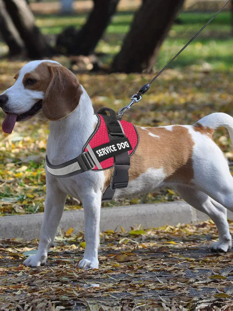 Personalized French Bulldog Harness - Stylish and Safe Outdoor Pet Vest