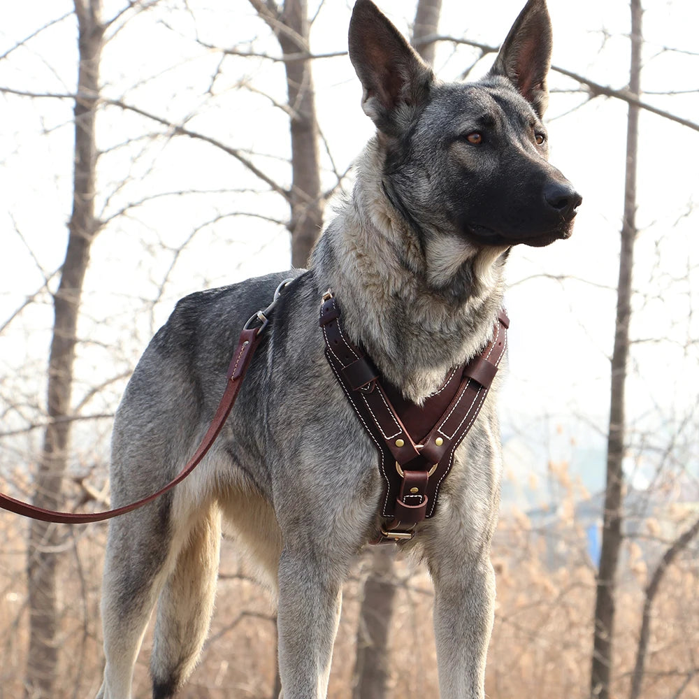 Durable Genuine Leather Dog Harness - Adjustable Vest for Large Dogs - Ideal for German Shepherd, Labrador, Husky - Walking and Training - Happy Tail Center