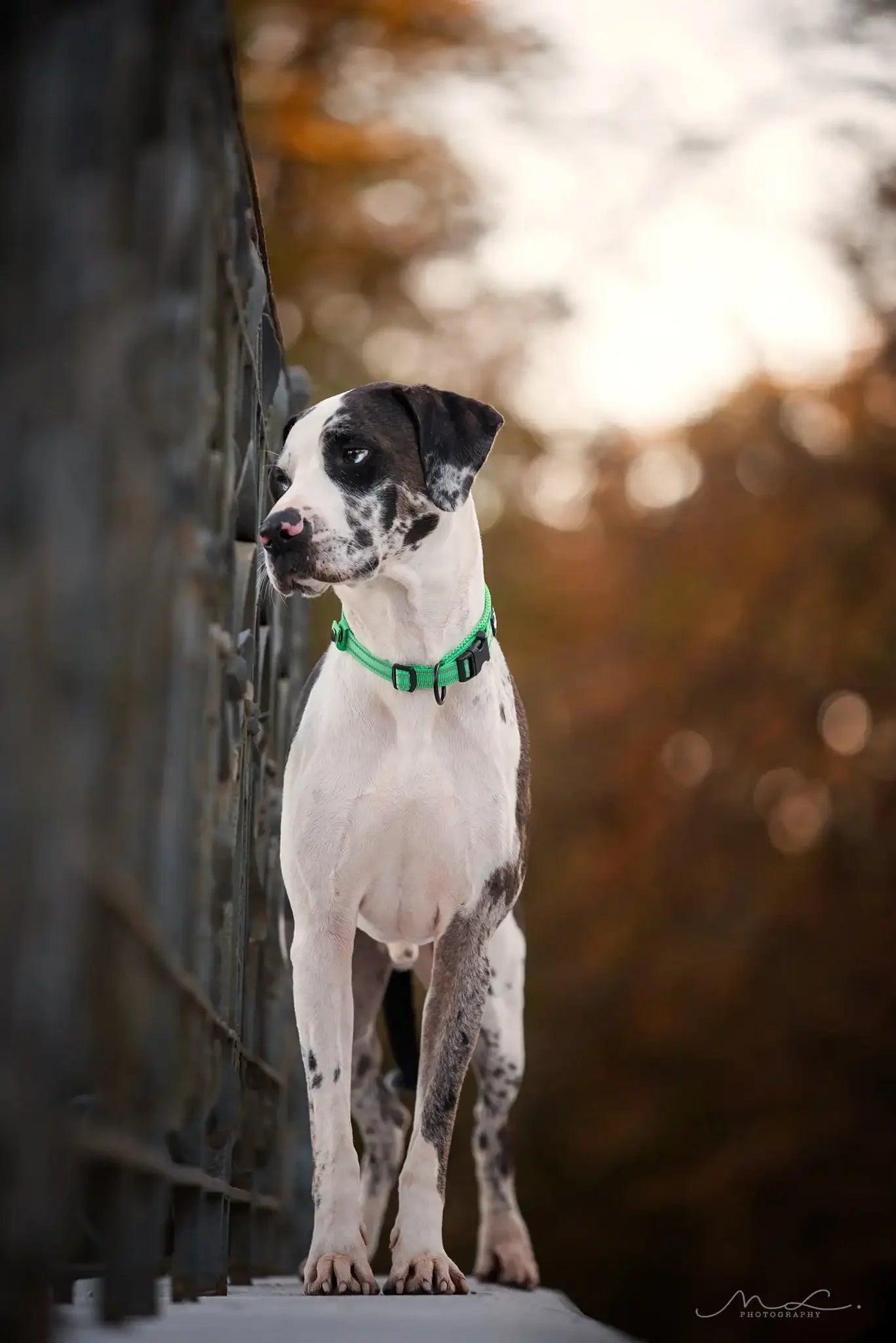 Custom Luxury Pet Dog Collar: Adjustable & Reflective - Happy Tail Center