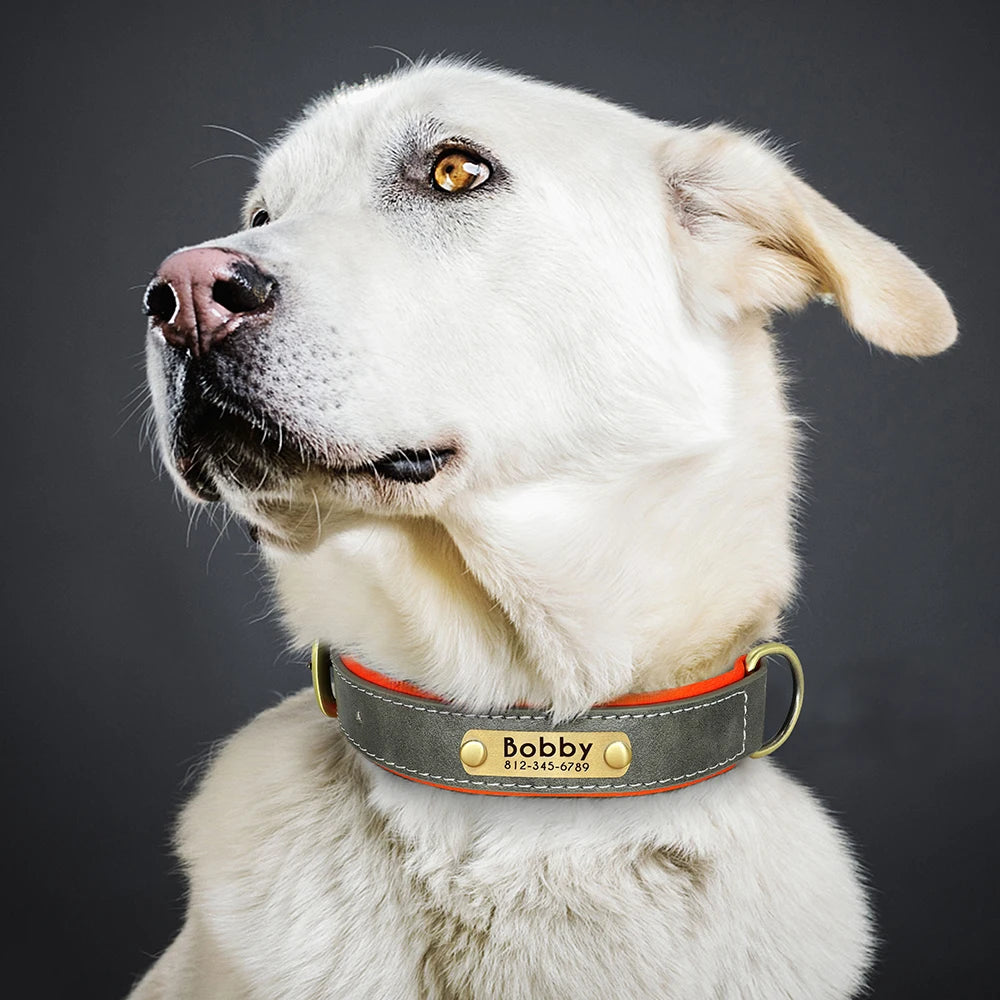 Soft Padded Leather Dog Collar with Custom ID Nameplate: Free Engraving