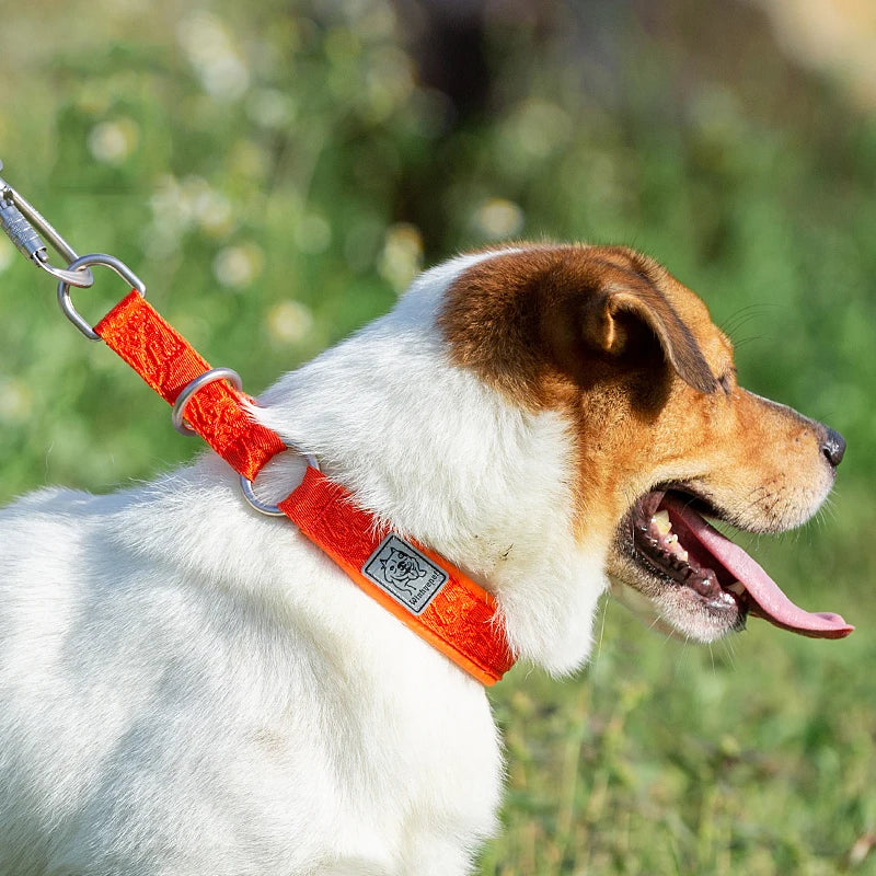 Nylon Webbing P-Chain Pet Collar – Ideal for Running and Training! - Happy Tail Center