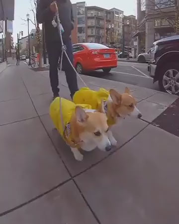 Waterproof Pet Dog Coat - Fashionable Hooded Jacket for All Sizes