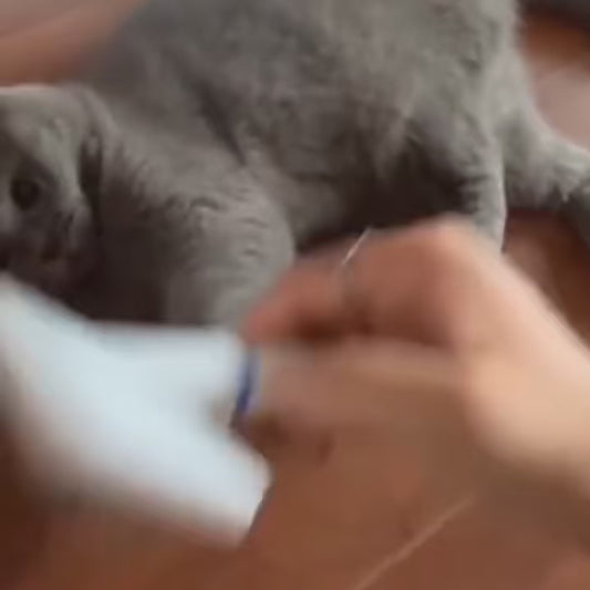 Cat Comb - Essential Grooming and Cleaning Tool for Feline Friends