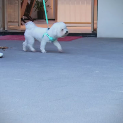 Reflective Pet Harness with Leash for Small to Medium Dogs