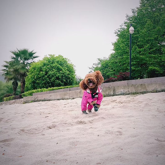 Waterproof Pet Raincoat with Transparent Hood for Dogs and Cats