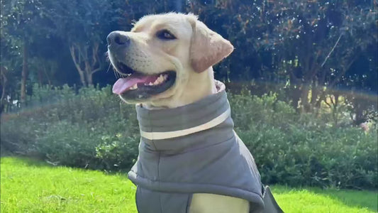 Winter Adjustable Dog Down Jacket: Windproof and Waterproof